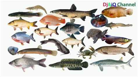 Tìm hiểu về các loại cá trong zo ban ca